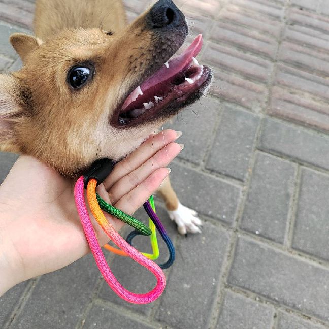 猫图片|宠物猫|猫咪|