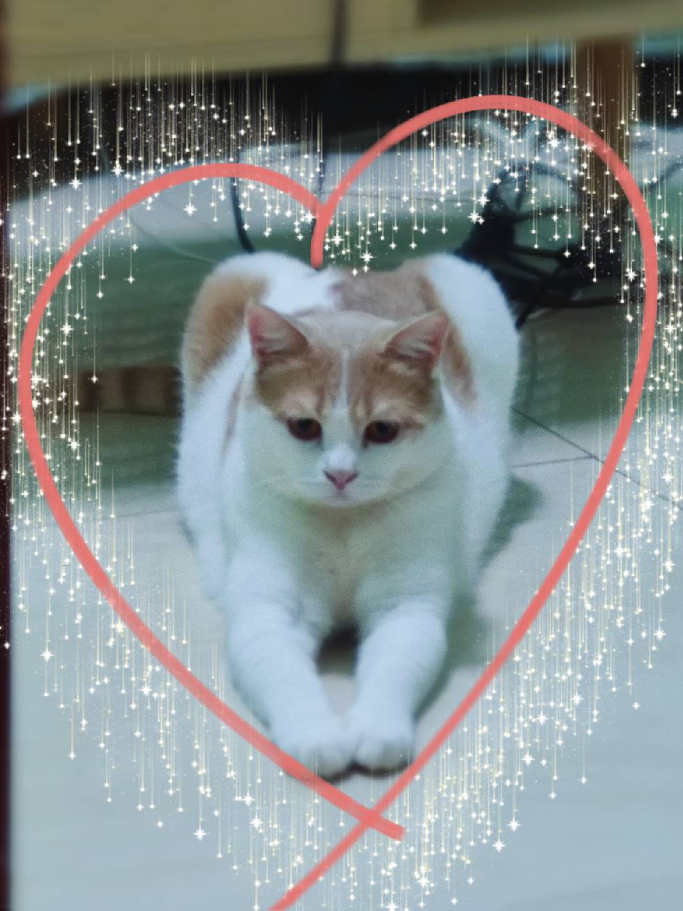 猫图片|宠物猫|猫咪|