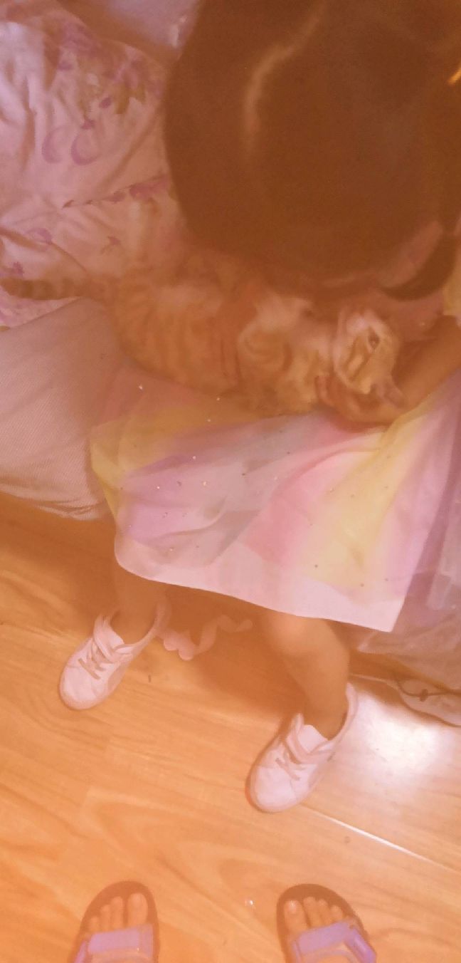 猫图片|宠物猫|猫咪|