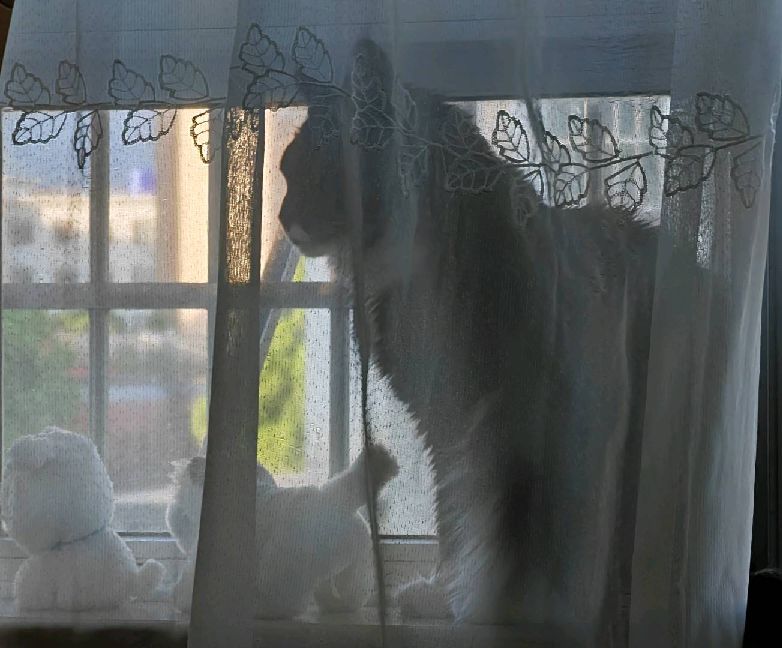 猫图片|宠物猫|猫咪|