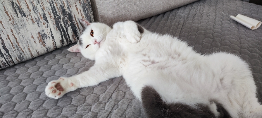 猫图片|宠物猫|猫咪|