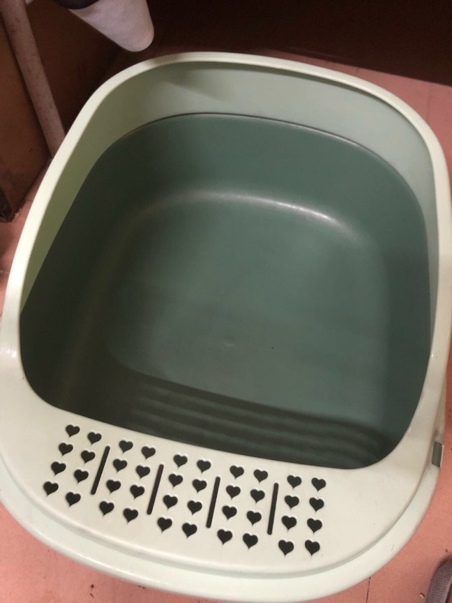 猫图片|宠物猫|猫咪|