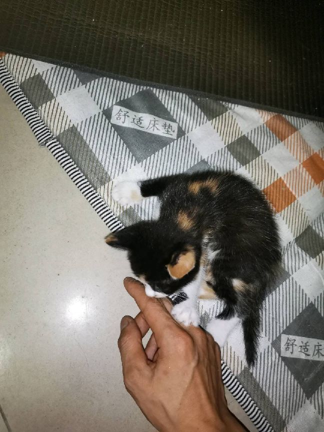 猫图片|宠物猫|猫咪|