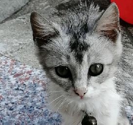 猫图片|宠物猫|猫咪|