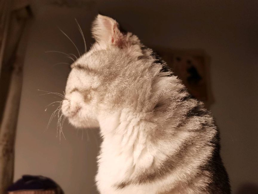 猫图片|宠物猫|猫咪|