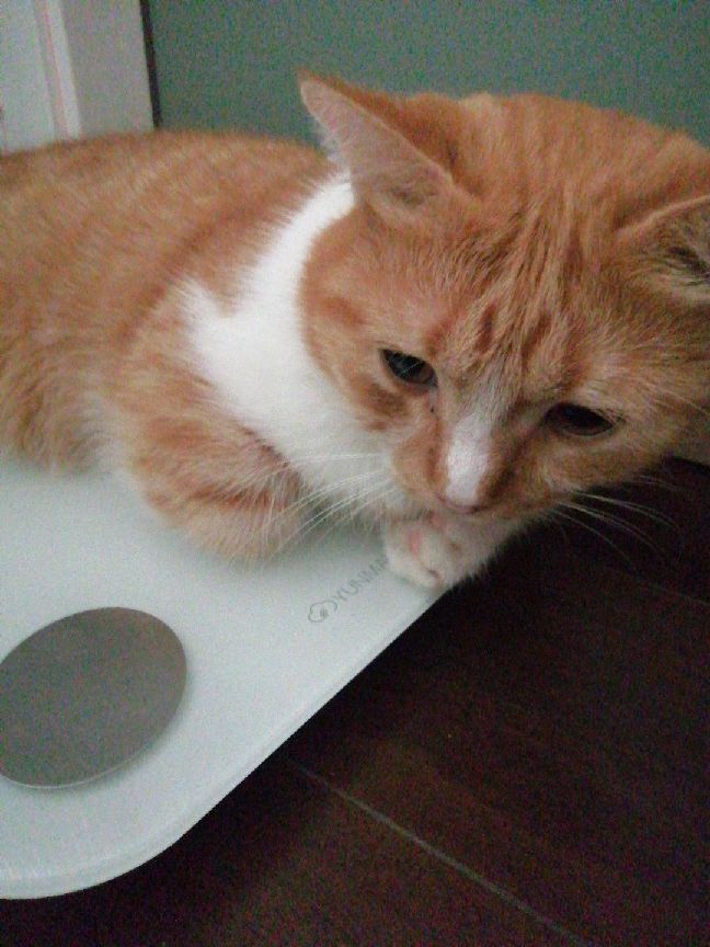 猫图片|宠物猫|猫咪|