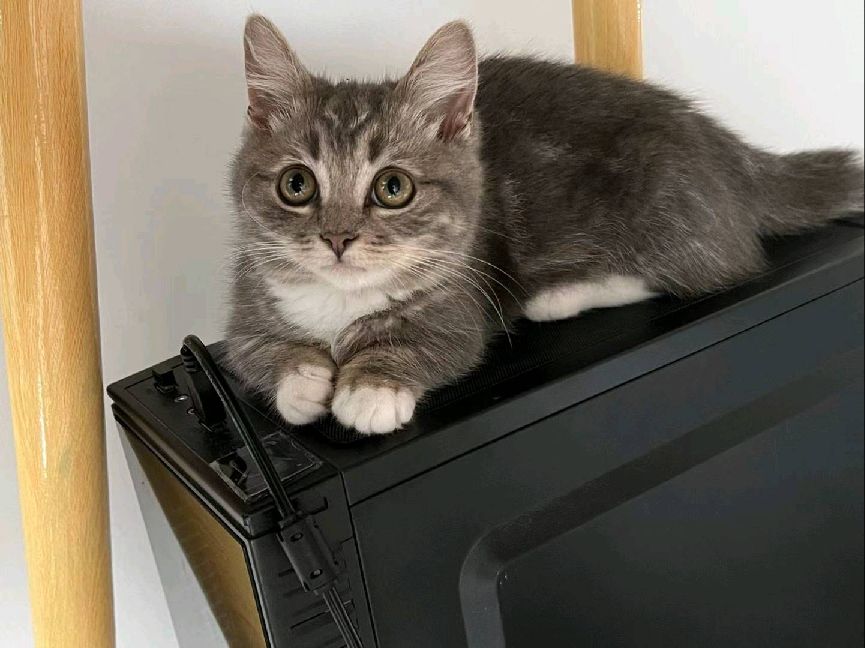 猫图片|宠物猫|猫咪|