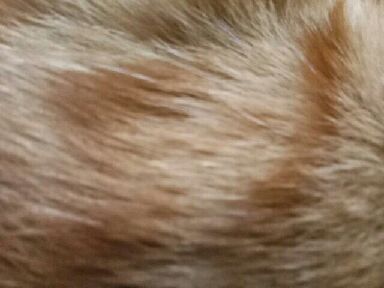 猫图片|宠物猫|猫咪|