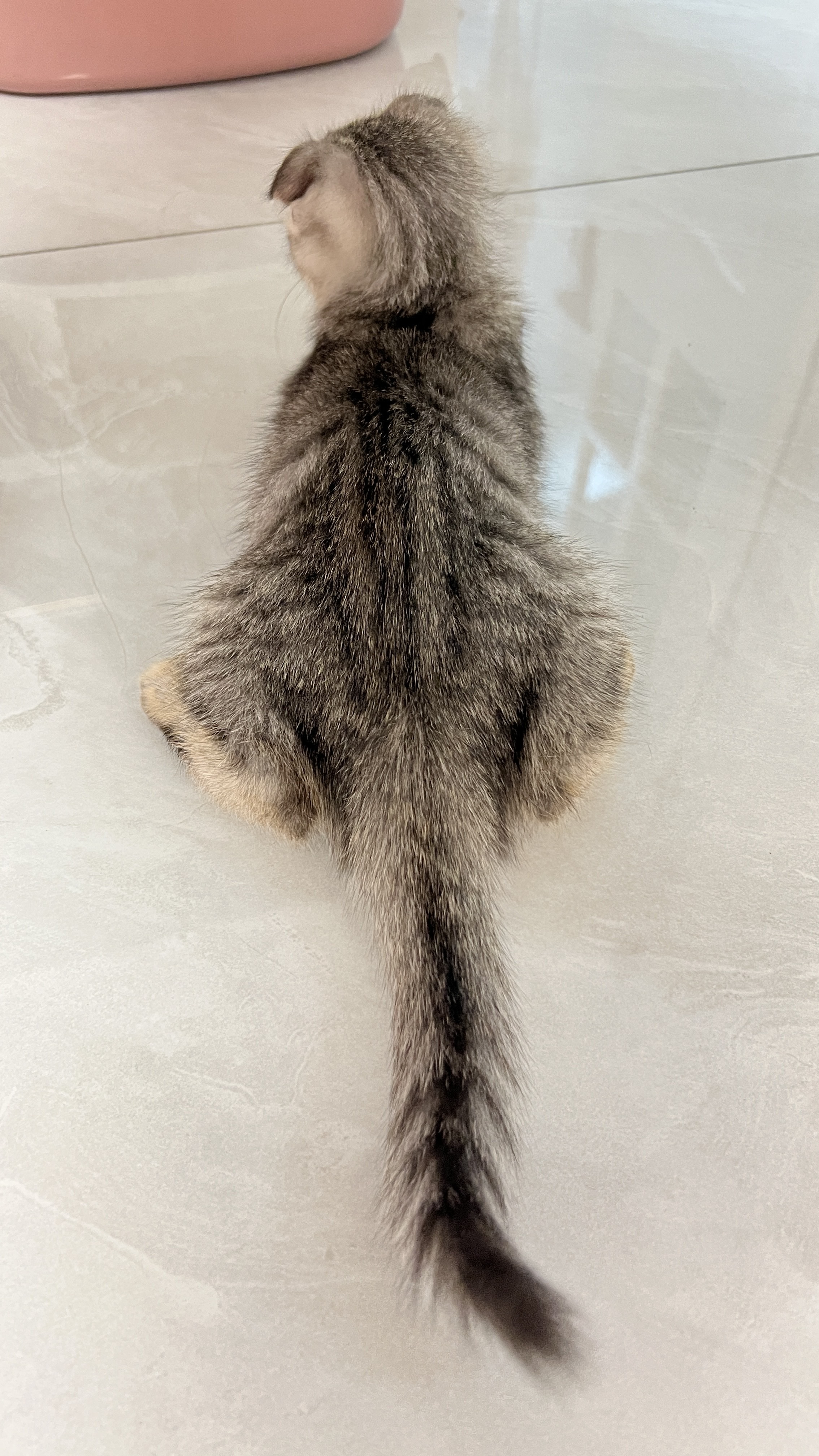 猫图片|宠物猫|猫咪|