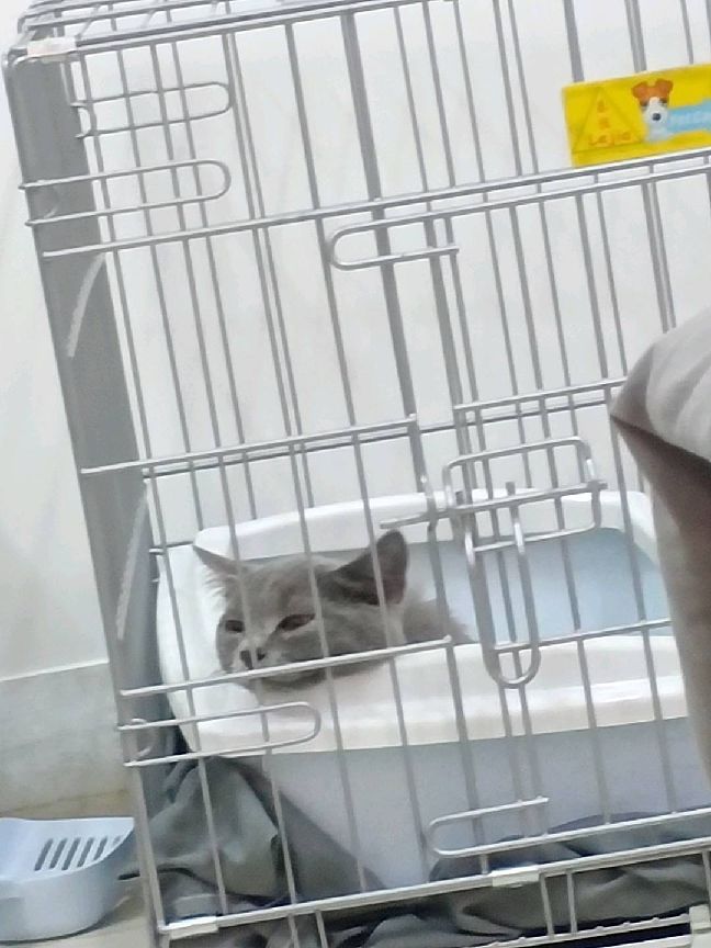 猫图片|宠物猫|猫咪|