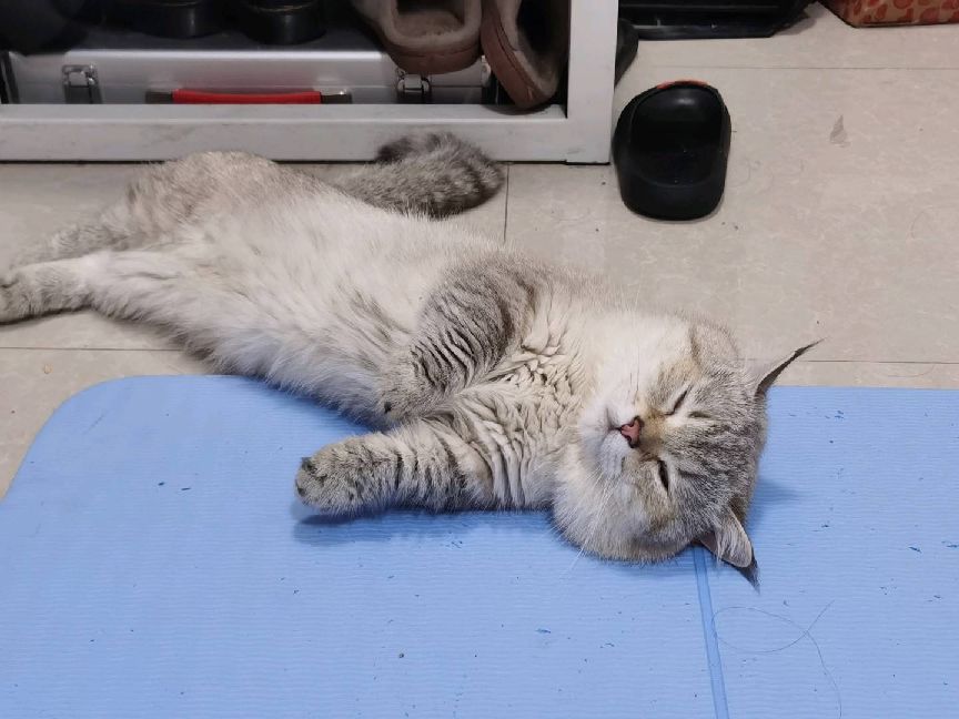 猫图片|宠物猫|猫咪|