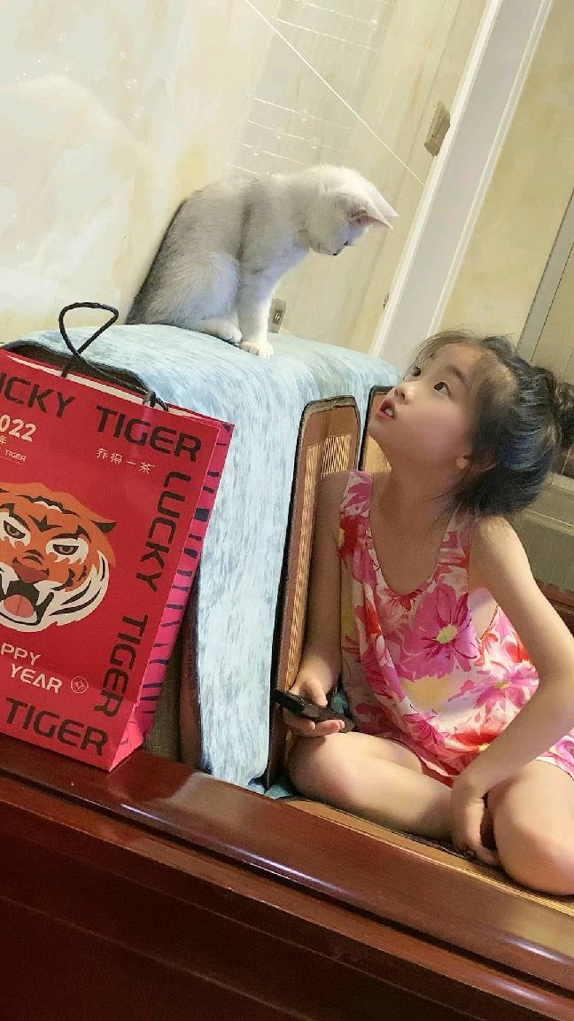 猫图片|宠物猫|猫咪|