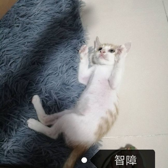 猫图片|宠物猫|猫咪|