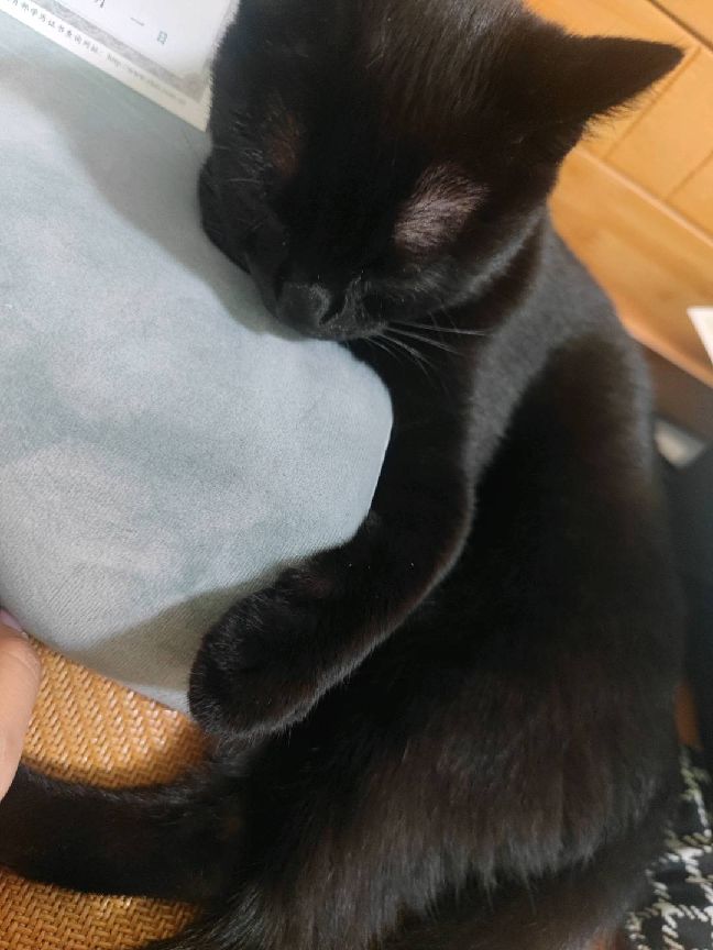 猫图片|宠物猫|猫咪|