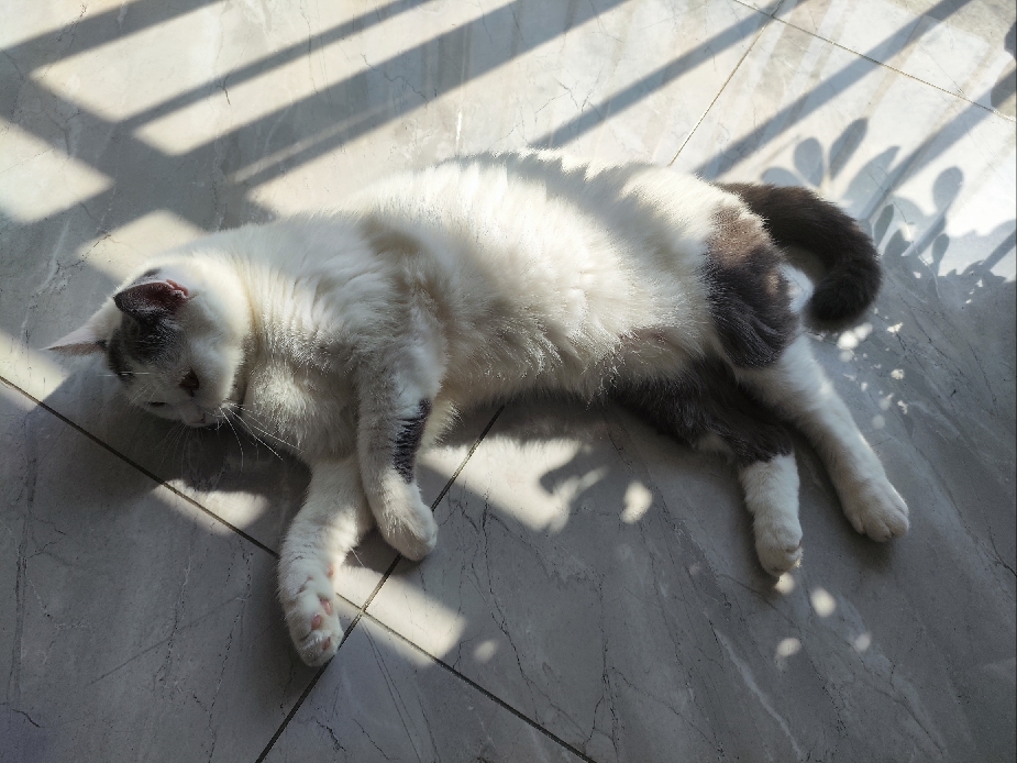 猫图片|宠物猫|猫咪|