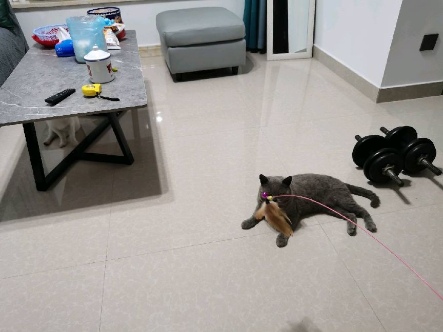 猫图片|宠物猫|猫咪|