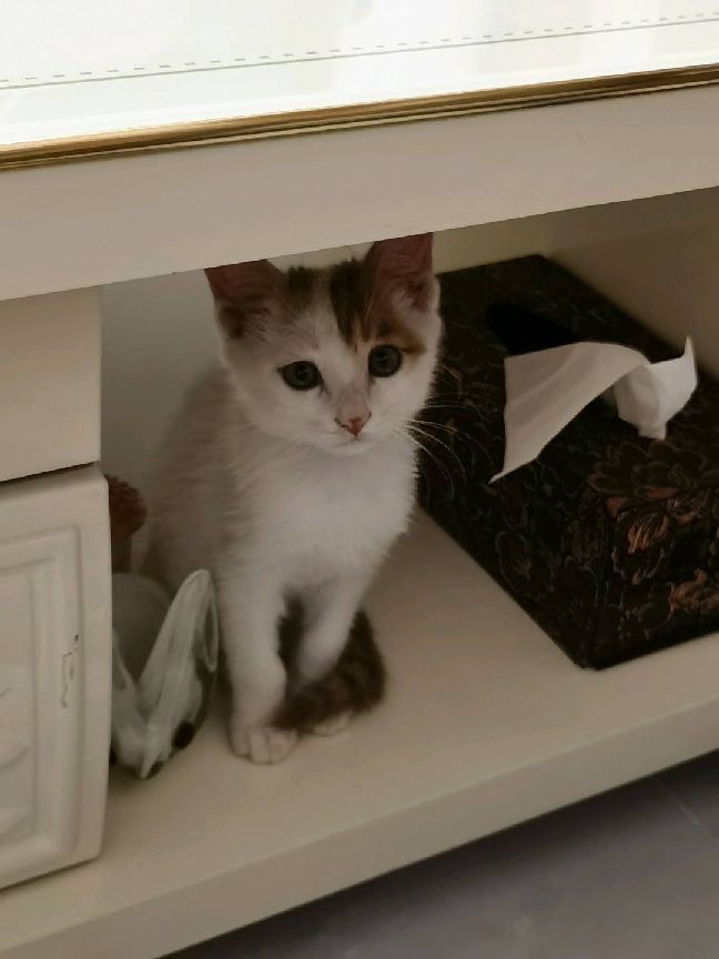 猫图片|宠物猫|猫咪|