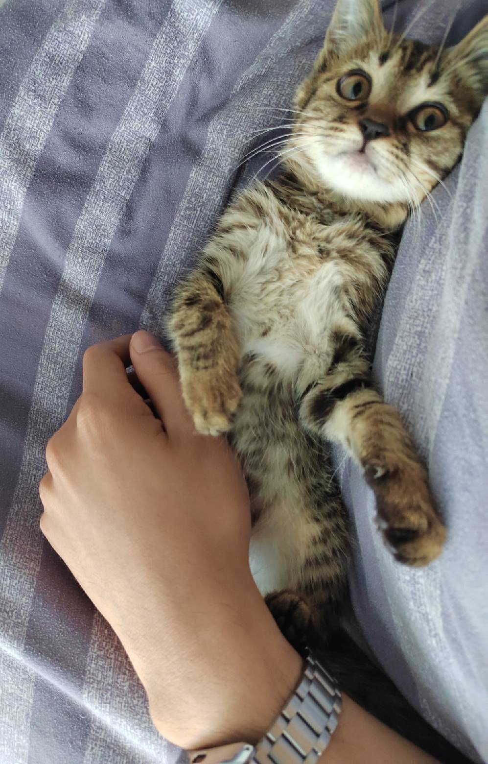 猫图片|宠物猫|猫咪|