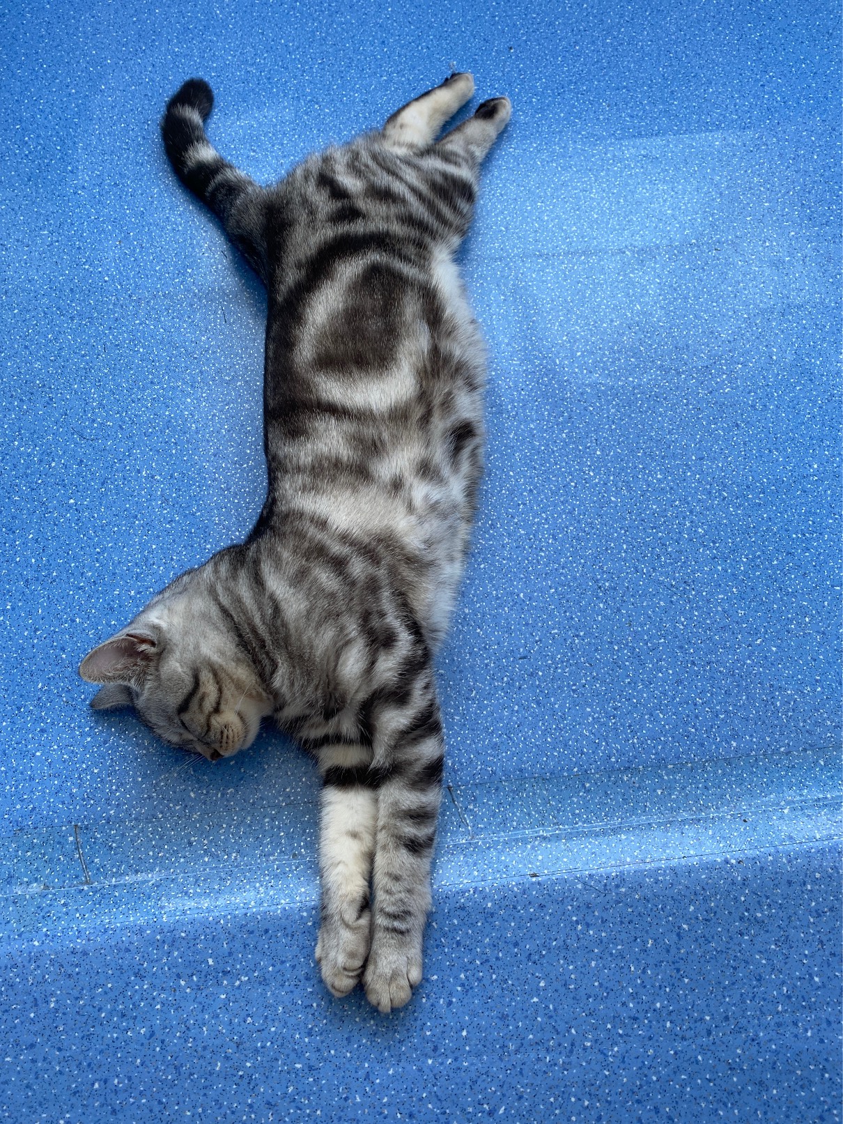 猫图片|宠物猫|猫咪|