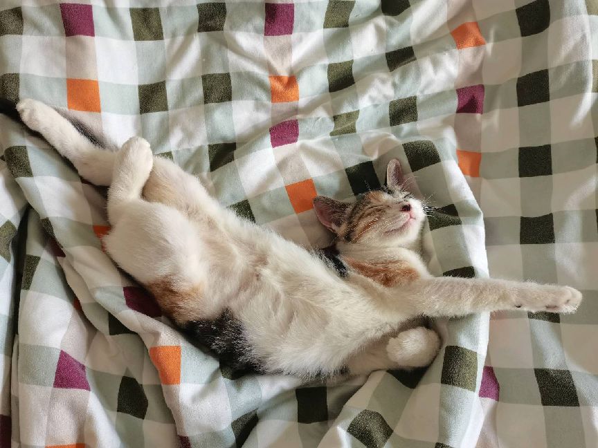 猫图片|宠物猫|猫咪|