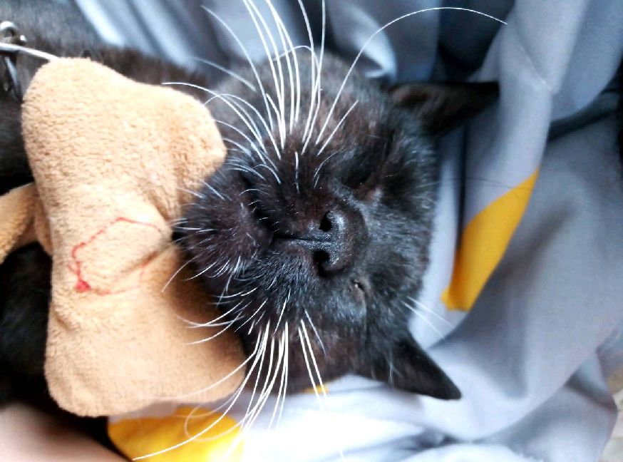 猫图片|宠物猫|猫咪|