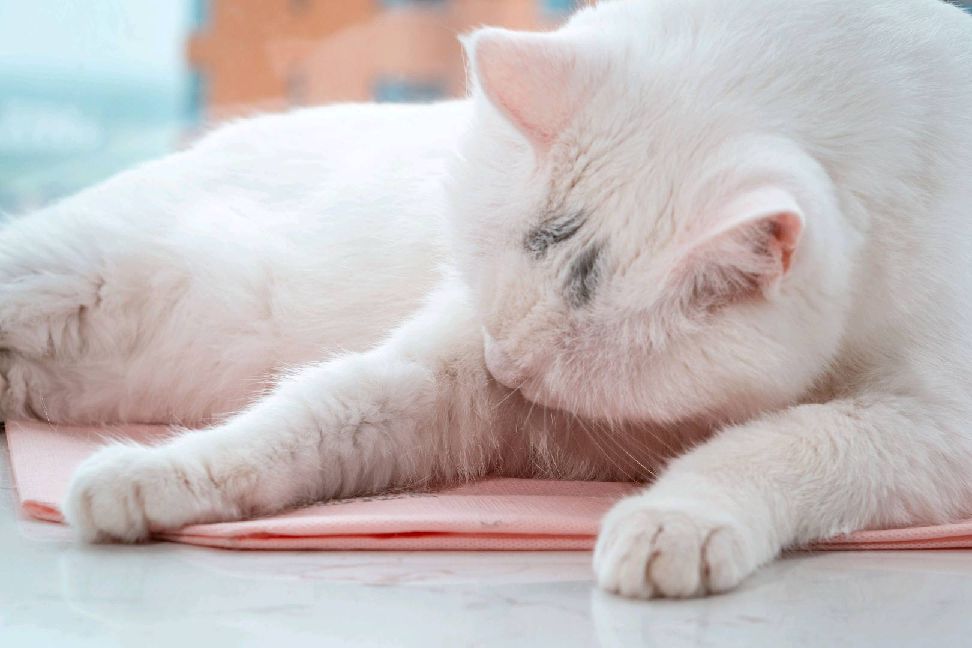 猫图片|宠物猫|猫咪|