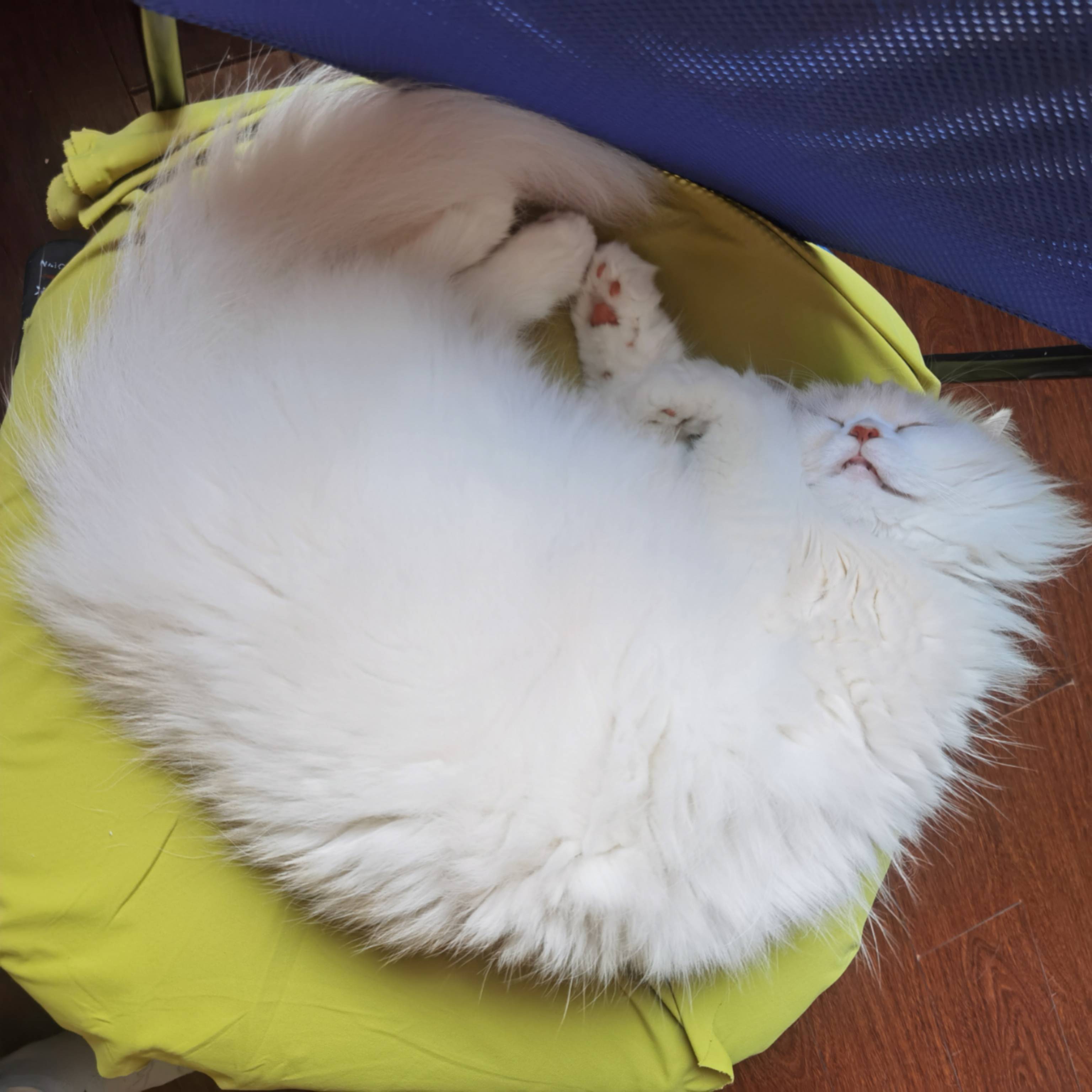 猫图片|宠物猫|猫咪|