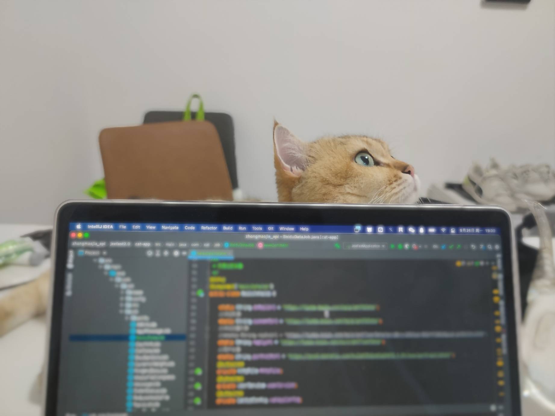 猫图片|宠物猫|猫咪|