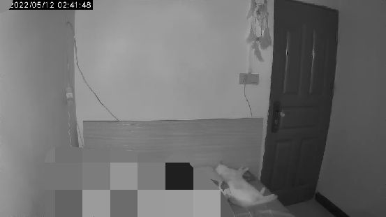 猫图片|宠物猫|猫咪|