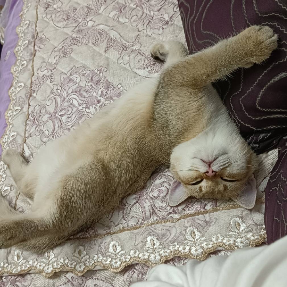 猫图片|宠物猫|猫咪|