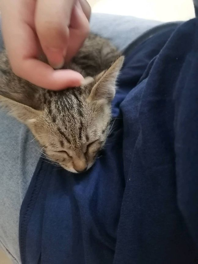 猫图片|宠物猫|猫咪|