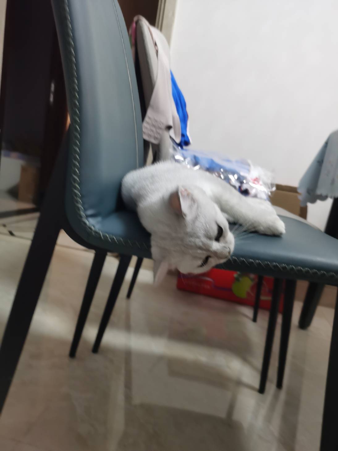 猫图片|宠物猫|猫咪|