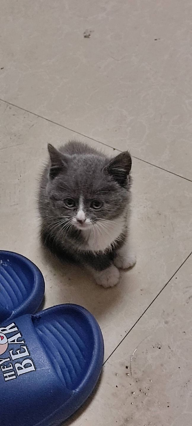 猫图片|宠物猫|猫咪|