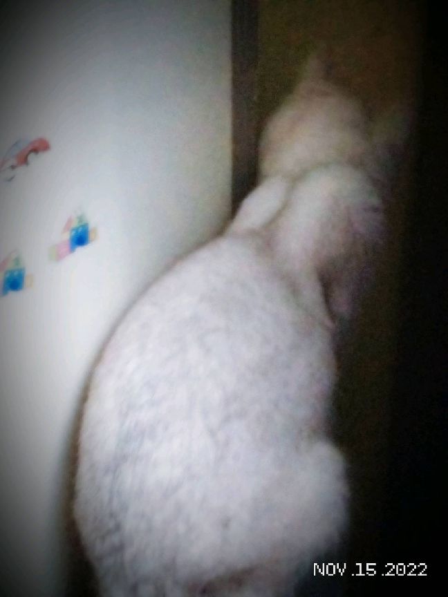 猫图片|宠物猫|猫咪|