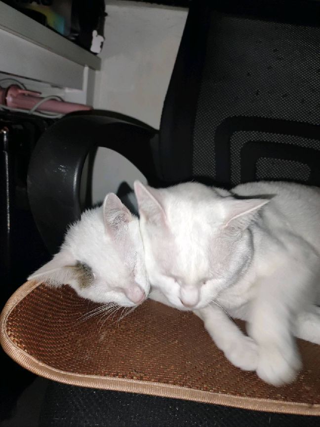 猫图片|宠物猫|猫咪|