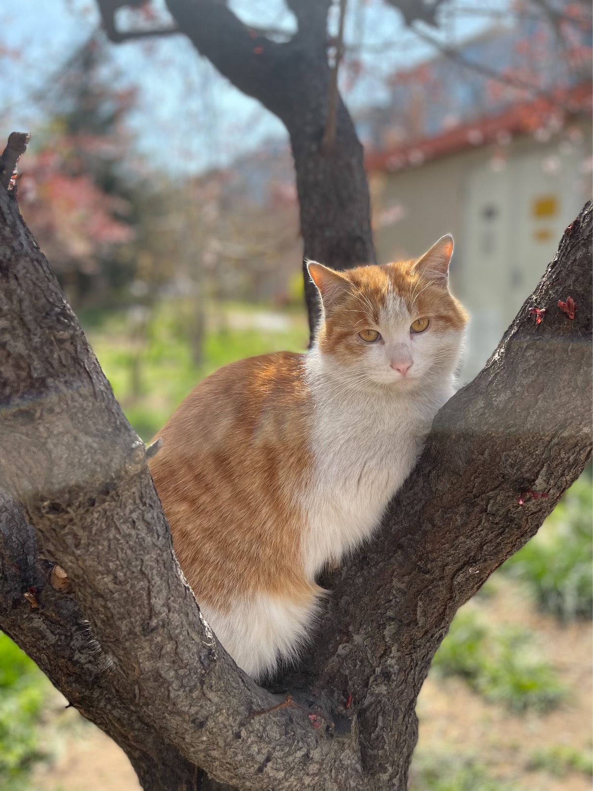 猫图片|宠物猫|猫咪|