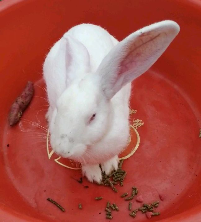 猫图片|宠物猫|猫咪|