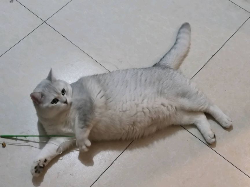 猫图片|宠物猫|猫咪|