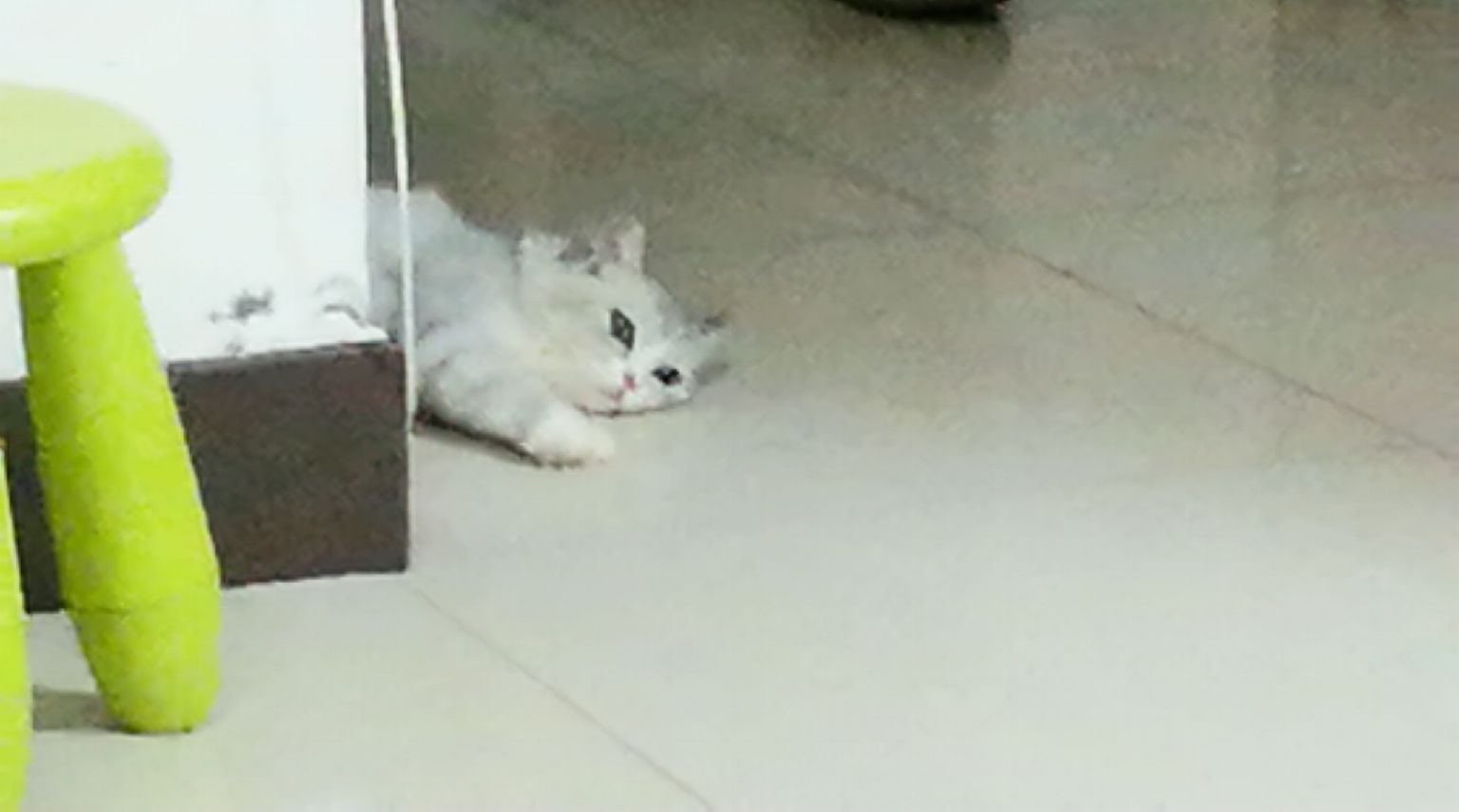 猫图片|宠物猫|猫咪|