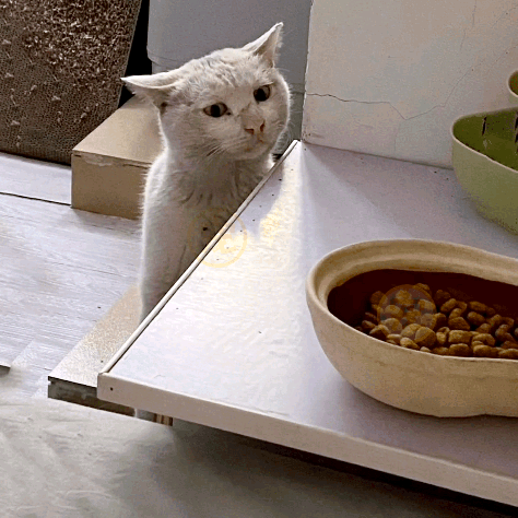 猫图片|宠物猫|猫咪|