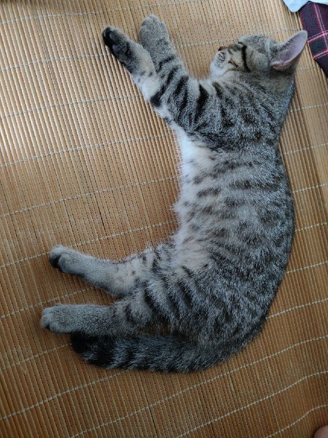 猫图片|宠物猫|猫咪|