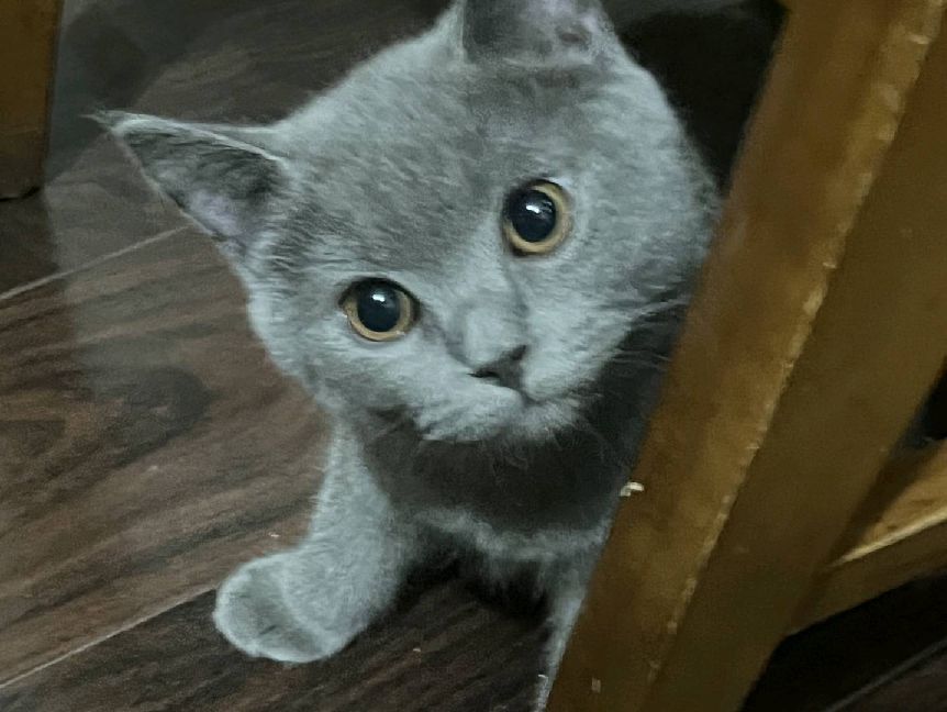 猫图片|宠物猫|猫咪|