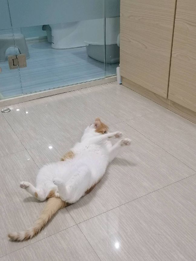 猫图片|宠物猫|猫咪|