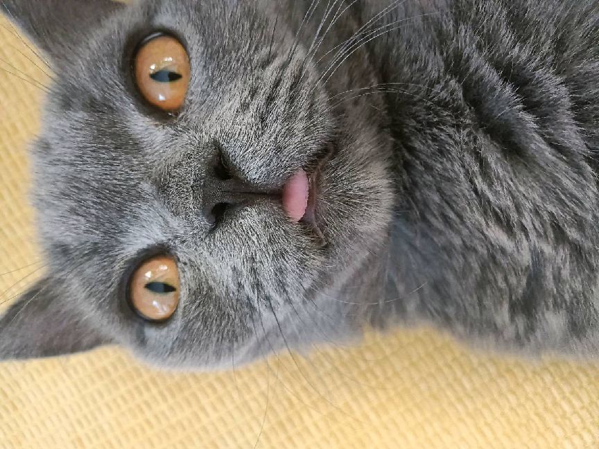 猫图片|宠物猫|猫咪|