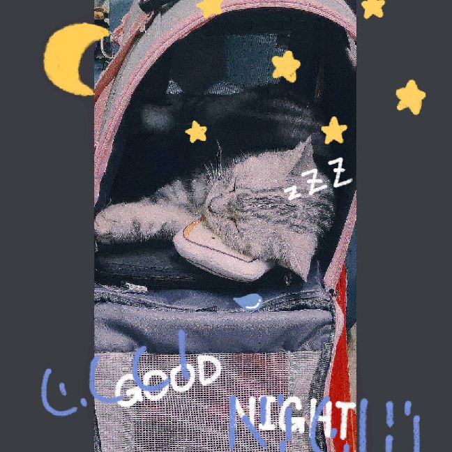 猫图片|宠物猫|猫咪|