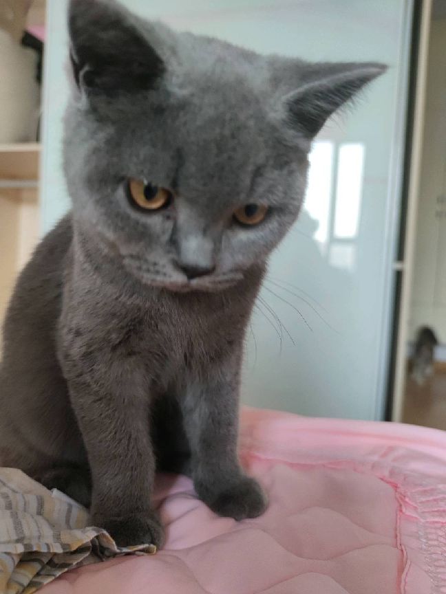 猫图片|宠物猫|猫咪|