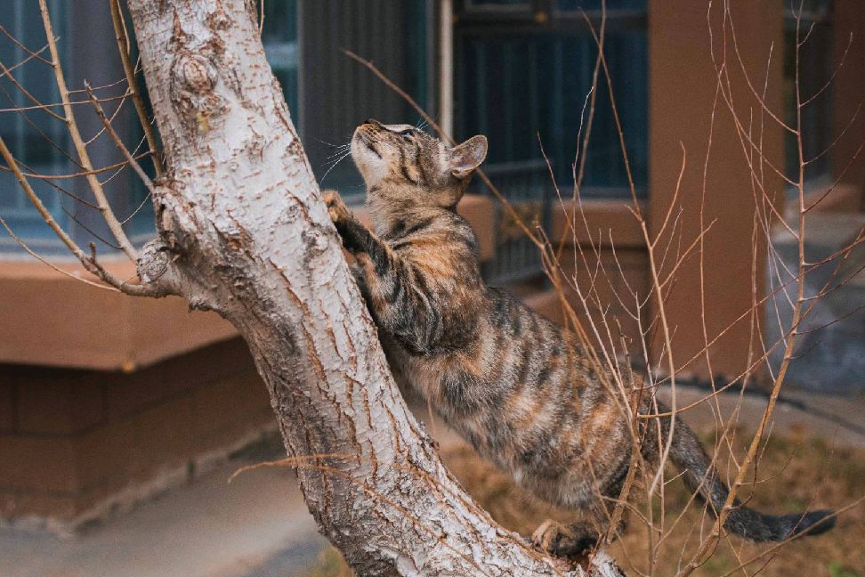 猫图片|宠物猫|猫咪|