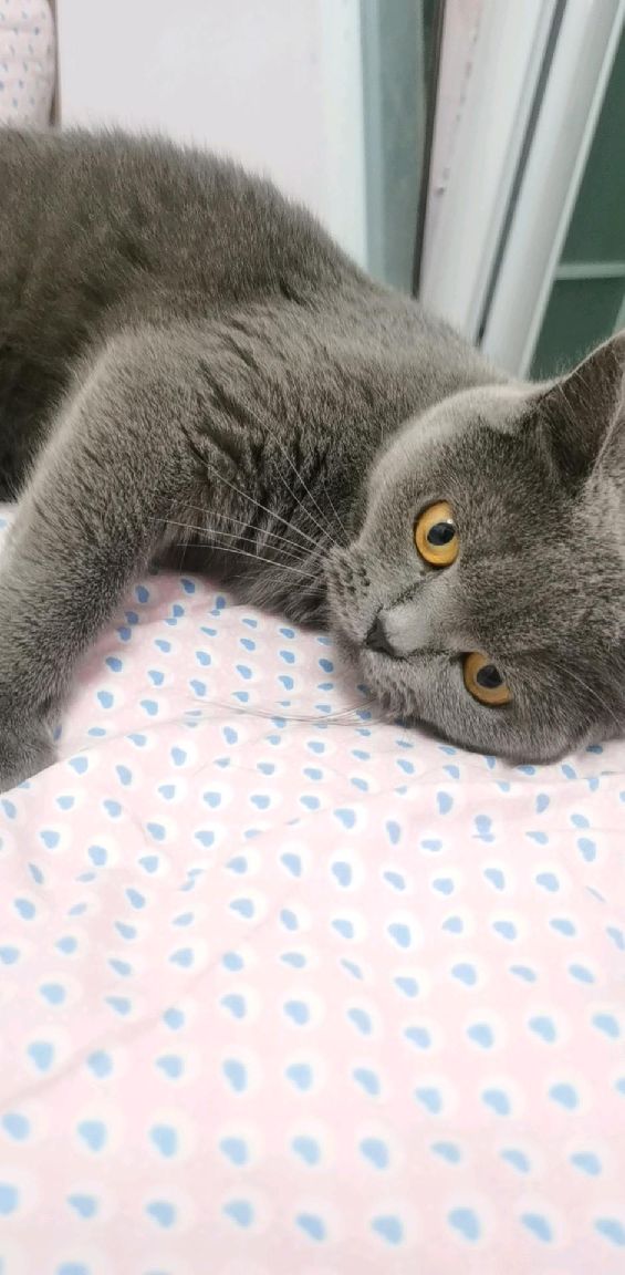 猫图片|宠物猫|猫咪|