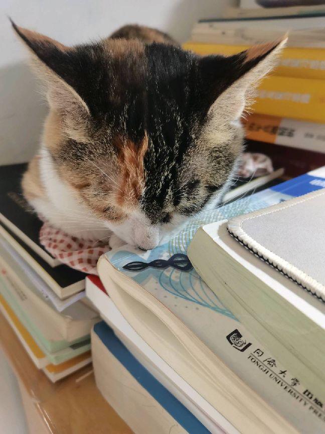 猫图片|宠物猫|猫咪|