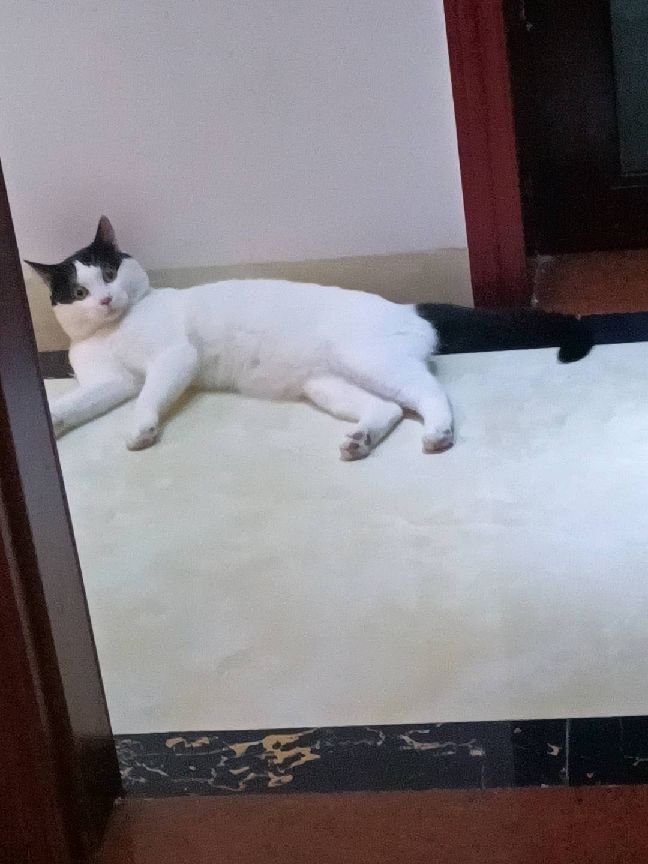 猫图片|宠物猫|猫咪|